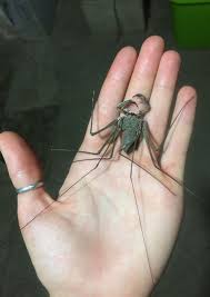 The Creepiest Crawliest Exhibit In Town Park City Magazine