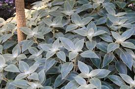 Sydney Garden Inspiration Drought Resistant Plants Australian Plants Sydney Gardens