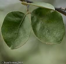 Image result for Balanitaceae