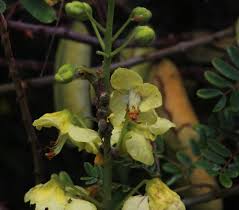 Image result for Caesalpinia decapetala