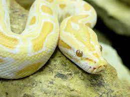 Yellow Python With Mustard Marks Snake Albino Python