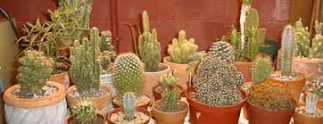 How do you say welcome in romanian? Translation Of Cactus In English