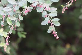 Image result for Phyllanthus reticulatus