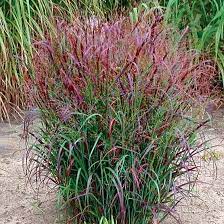 Prairie Fire Red Switchgrass Finegardening Ornamental Grasses Perennial Grasses Plants