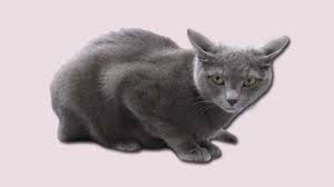 Remember that cats constantly lick themselves to stay clean. Russian Blue Cat Breed