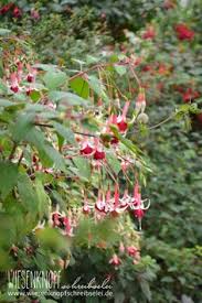 Kinderführung durch das schmetterlingshaus anlässlich der digitalen museumsnacht. 38 Botanischer Garten Munchen Ideen Botanischer Garten Munchen Garten Munchen Botanischer Garten