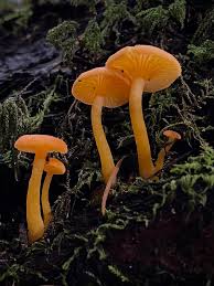 Image result for Scleria foliosa