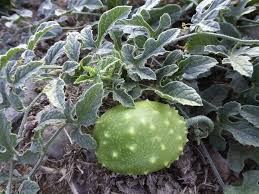 Image result for Cucumis