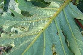 Image result for Solanum chrysotrichum