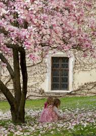 Gardening and cooking are my passions. The Most Beautiful Trees For A Truly Spectacular Yard And Garden My Desired Home