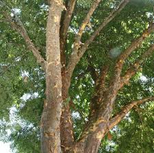 Image result for Ulmus parvifolia