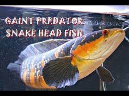 Snakehead Monster Predator Fish Youtube Fish Snakehead Fish Oscar Fish