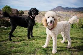 Here are types of low maintenance short pixie cuts: How To Groom A Standard Poodle American Kennel Club