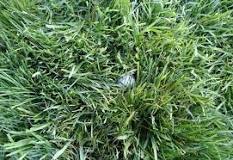 Image result