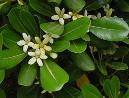 Are ferns poisonous to cats? Japanese Pittosporum Cat Safe Plants Dog Safe Plants Plants