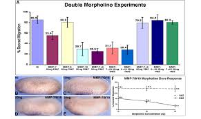 multiple loss of function experiments demonstrate that the