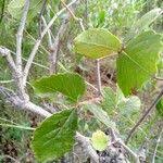 Image result for Rhoicissus tridentata