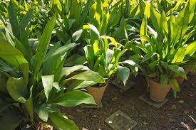 Image result for Kořenokvětka Aspidistra