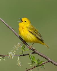 Birds With Yellow Feathers In Michigan Yellow Warbler Michigan In 2020 Birds Bird Best B