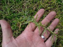 Spread 0.25 to 0.5 pounds of grass seed per 1,000 square feet. How To Plant Centipede Grass Seed