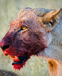 Rosny (pseudónimo de los hermanos belgas joseph henry honoré. Animales Resuelto El Misterio De Los Leones Devoradores De Personas De Kenia