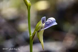 Image result for Utricularia scandens