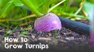 If you are unfamiliar, a turnip is a root vegetable that grows under the ground. How To Grow Lots Of Turnips From Seed To Harvest Youtube