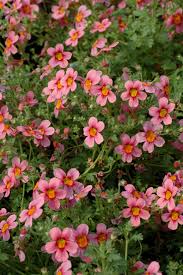 Image result for Bacopa