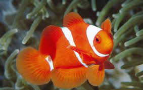 Remove the fillets and set aside. White And Orange Fish Wallpapers White And Orange Fish Stock Photos
