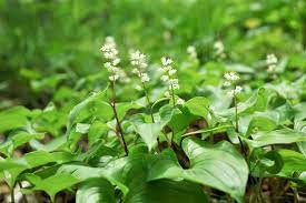 The lily of the valley was also used as the floral emblem of yugoslavia and is the national flower of finland. Maianthemum Dilatatum False Lily Of The Valley