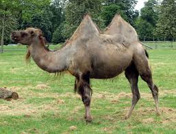 Camels' humps consist of stored fat, which they can metabolize when food and water is scarce. Camel