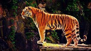 Tiger Standing Side View Wallpaper In Animals Picspaper Com Tiger Photography Tiger Pictures Tiger Wallpaper