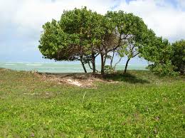 Image result for Thespesia