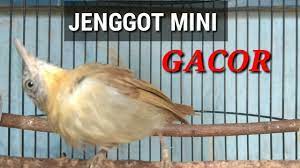 Jenggot mini / ciung air jawa adalah spesies burung dari keluarga timaliidae, dari genus macronous. Jenggot Mini Gacor Youtube