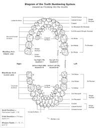 tooth numbers and illustrations