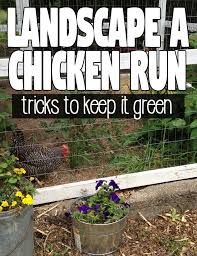 Start A Fire Chicken Coop Run Chicken Garden Plants For Chickens