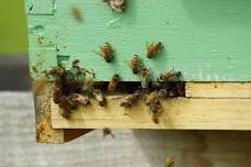 Intro to Beekeeping