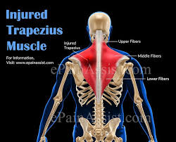 Pin On Pain Where The Hell Is It Coming From