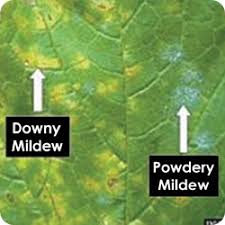 Powdery mildew, oidium - fungi on your plants | CANNA Australia
