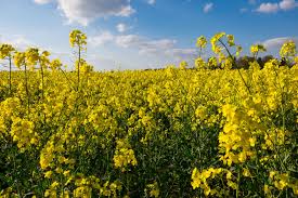 We did not find results for: Stay Clear Of Rapeseed Fields When Walking Your Dog Experts Warn