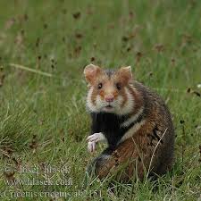 Cricetus Cricetus European Hamster Wild Hamsters Hamster Cute Hamsters