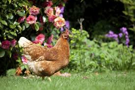We did not find results for: Chicken Keeping For Beginners Benefits Of Having Chickens In A Garden