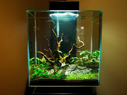 Stocking Including An Algae Eater For 46l Fluval Edge Fresh Water Fish Tank Fish Tank Betta Fish Tank