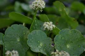 Image result for Hydrocotyle ranunculoides