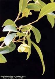 Image result for Hippocratea africana