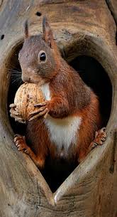 Du Cœur A L Ouvrage Animals Beautiful Cute Animals Cute Squirrel