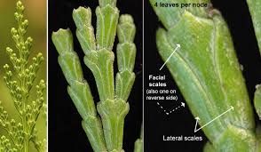 Image result for Calocedrus decurrens