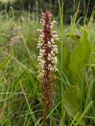 Image result for Satyrium kitimboense