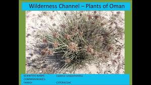 Image result for Halopyrum mucronatum