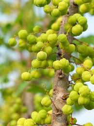 Image result for Phyllanthus engleri